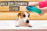 Does Dog Shampoo Expire