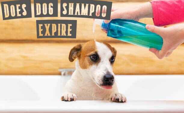 does dog shampoo expiree