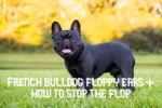 French bulldog floppy ears
