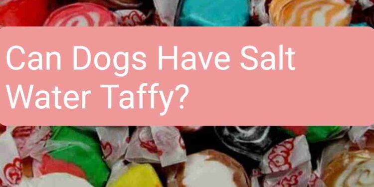 Can Dogs Have Salt Water Taffy?