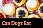 Can Dogs Eat Kolaches?