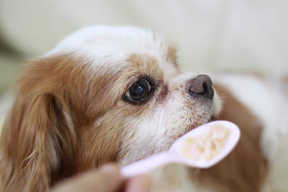 Dogs Eat Rice Pudding With Cinnamon