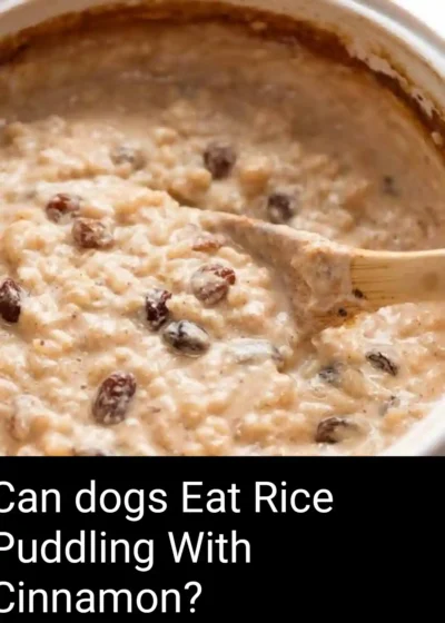 Dogs Eat Rice Pudding With Cinnamon