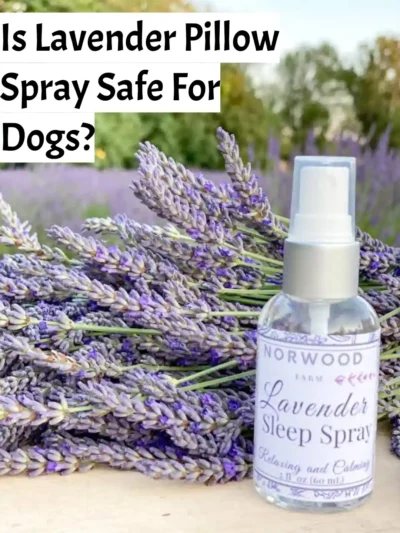 Is Lavender Pillow Spray Safe For Dogs?