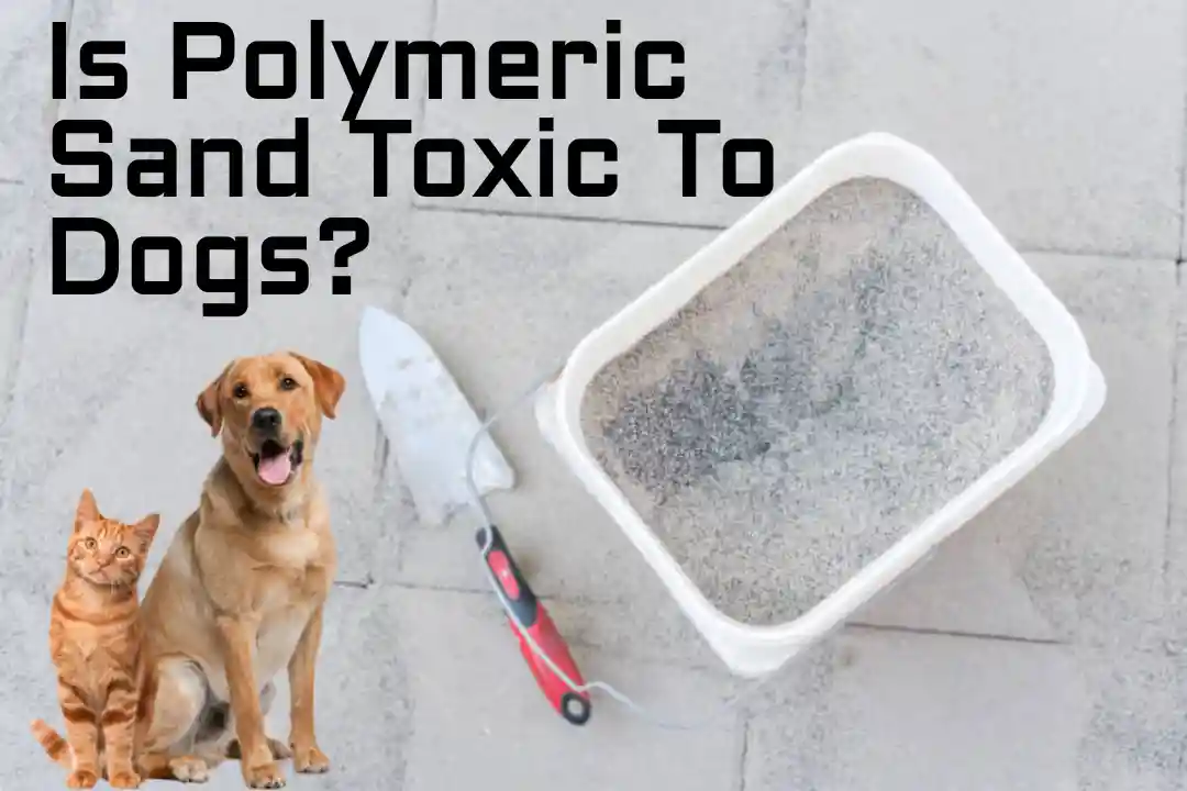 Is Polymeric Sand Toxic To Dogs? - PokyDogs
