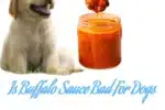 Is Buffalo Sauce Bad For Dogs