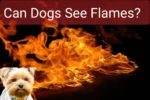 Can Dogs See Flames?