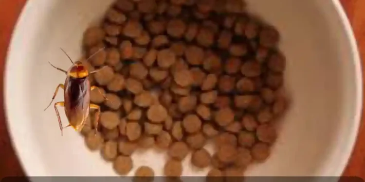 How To Keep Roaches Out Of Dog Food Bowls