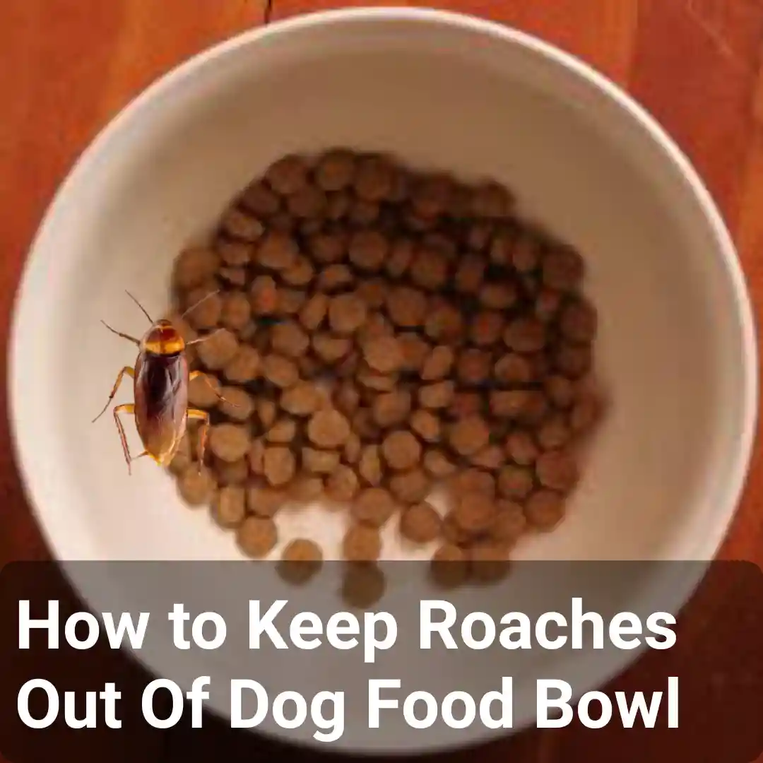 Keeping Roaches Out Of Dog Food Bowls Effective Strategies