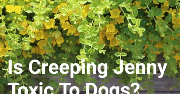 Is Creeping Jenny Toxic To Dogs? - PokyDogs