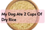 Dog Ate 2 Cups Of Dry Rice