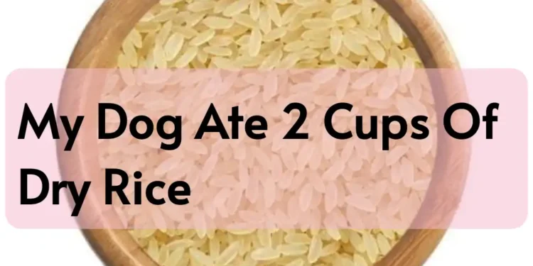 Dog Ate 2 Cups Of Dry Rice