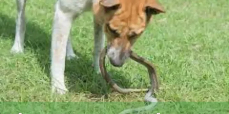 What Happens When Dogs Eat Snakes?