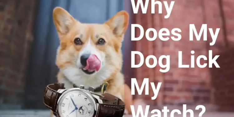 Why Does My Dog Lick My Watch?