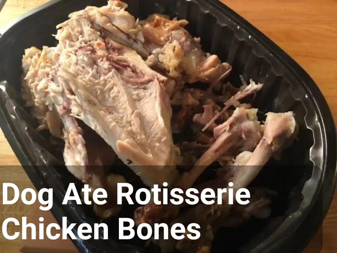 Can Dogs Eat Rotisserie Chicken Bones: Safety Guide