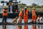 Canine Careers, Environmental Cleanup, Oil Spill Dogs