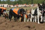 Canine Careers, Human Remains Detection