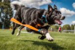 Canine Fitness Tips
