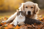 Dog and Cat Friendship