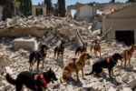 Earthquake Search Dogs
