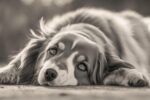 Recognizing the Signs of a Distressed Dog: Essential Tips for Dog Owners