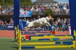 Flyball Racing For Dogs