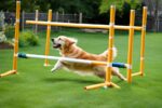 DIY Dog Training Equipment