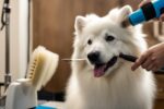 Grooming for Double-Coated Dogs