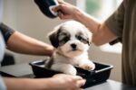 Puppy's First Grooming Session