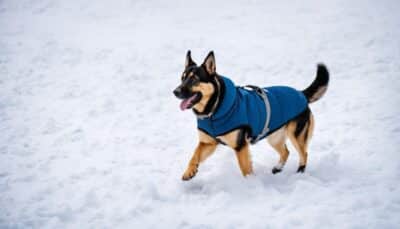Dog Winter Gear