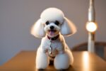 Grooming for Toy Breeds