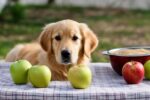 can dogs have applesauce