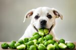 brussel sprouts for dogs