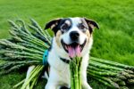 dogs eat asparagus