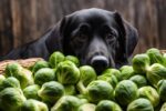 can dog eat brussel sprouts