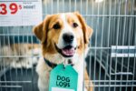 dog adoption fees
